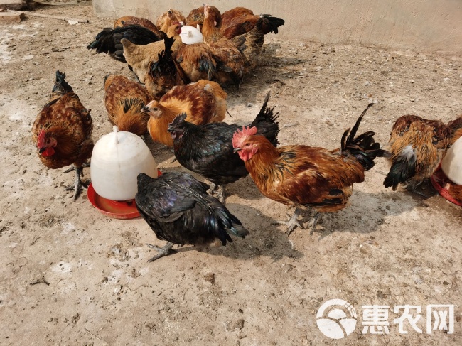 麻鸡最新价格揭秘，趣事连连，友情深厚的故事启程