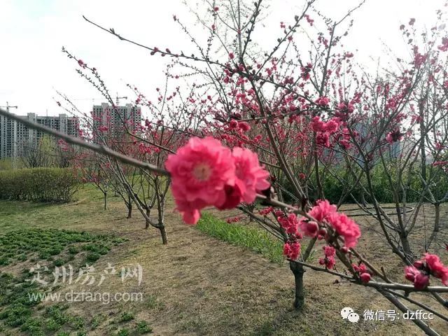 定州鹏洲丽城最新动态，自然美景的探索与鼓舞之旅