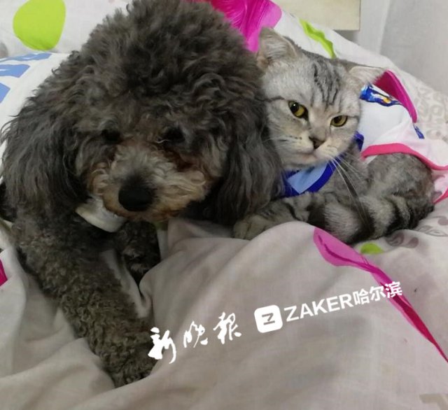 松原蒙古细犬斗架视频，探寻自然美景与内心宁静之旅